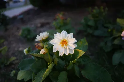 Dahlia 4K Wallpaper · flowers · 3840×2560