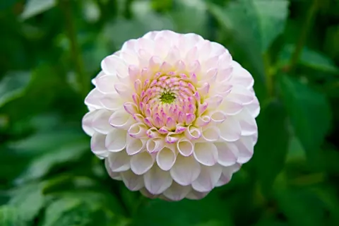 Dahlia 4K Wallpaper · flowers · 3840×2560