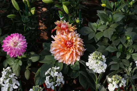 Dahlia 4K Wallpaper · flowers · 3840×2560