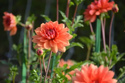 Dahlia 4K Wallpaper · flowers · 3840×2560