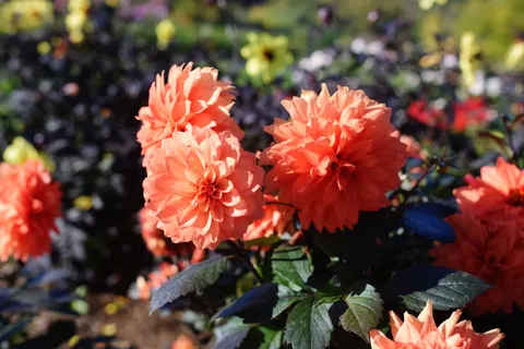 Dahlia 4K Wallpaper · flowers · 3840×2560
