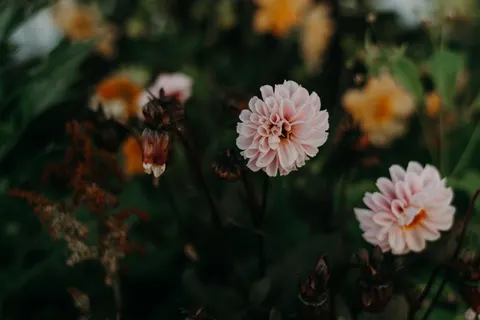 Dahlia 4K Wallpaper · flowers · 3840×2560
