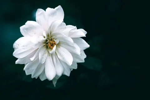 Dahlia 4K Wallpaper · flowers · 3840×2560
