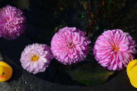 Dahlia 4K Wallpaper · flowers · 3840×2560
