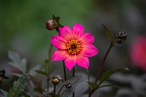 Dahlia 4K Wallpaper · flowers · 3840×2560