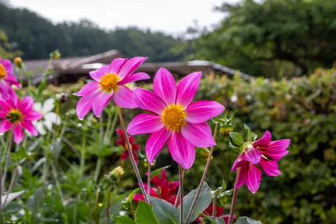 Dahlia 4K Wallpaper · flowers · 3840×2560