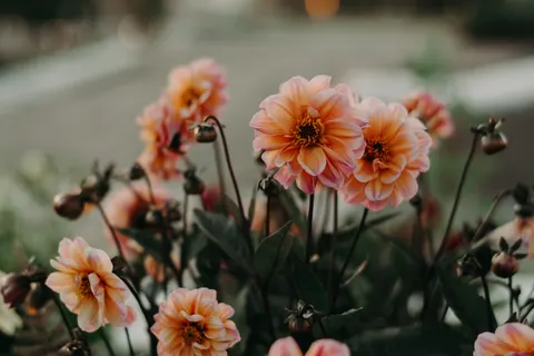 Dahlia 4K Wallpaper · flowers · 3840×2560
