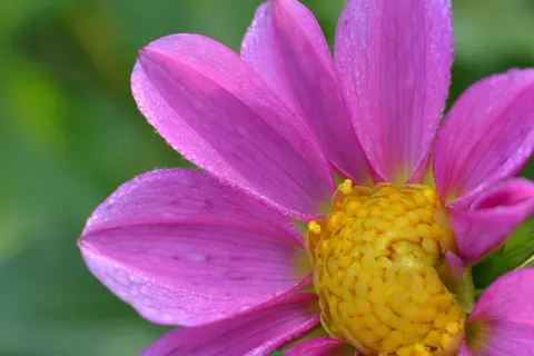 Dahlia 4K Wallpaper · flowers · 3840×2560