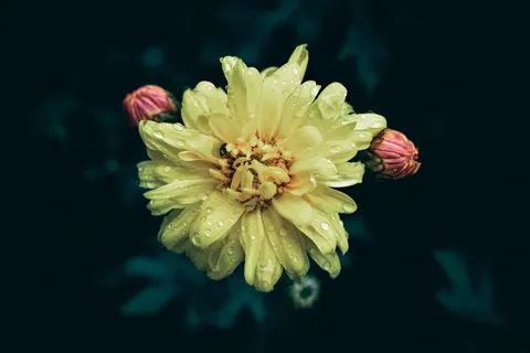Tapeta Dalia 4K · flowers · 3840×2560