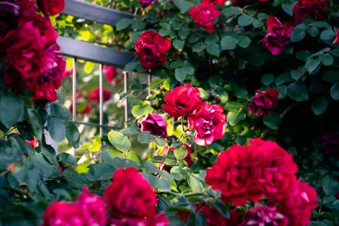 Rosengarten 4K Hintergrundbild · flowers · 3840×2560