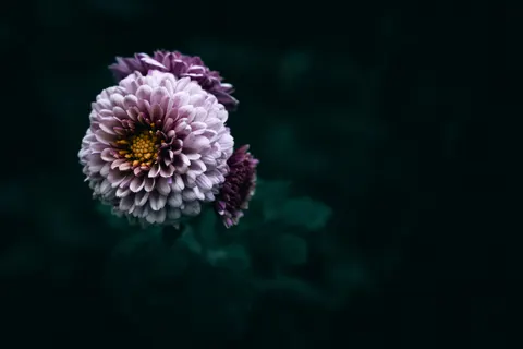Dahlia 4K Wallpaper · flowers · 3840×2560