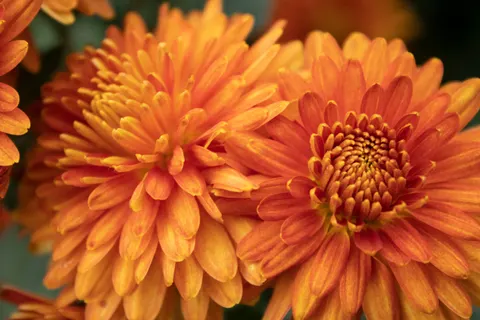 Sfondo Dalia 4K · flowers · 3840×2560