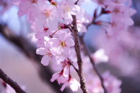 Cherry Blossom Tree 4K Wallpaper · flowers · 3840×2560