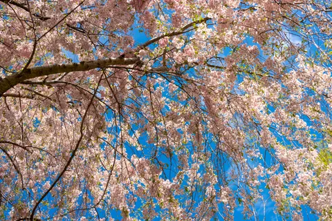 والپیپر درخت شکوفهٔ گیلاس با کیفیت 4K · flowers · 3840×2563