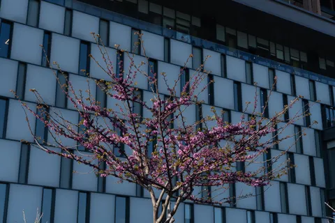 Cherry Blossom Tree 4K Wallpaper · flowers · 3840×2560
