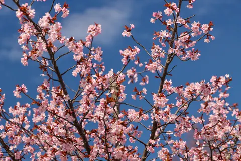 Tapeta Kwitnąca wiśnia 4K · flowers · 3840×2560