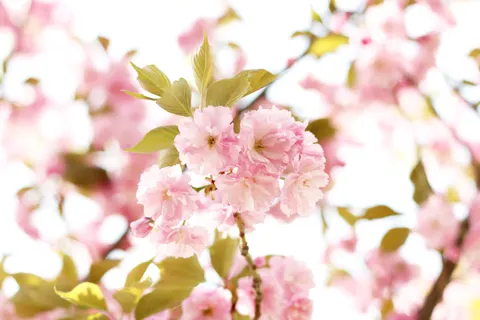 Cherry Blossom Tree 4K Wallpaper · flowers · 3840×2560