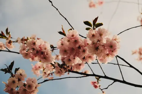 Wallpaper Pohon Sakura 4K · flowers · 3840×2560