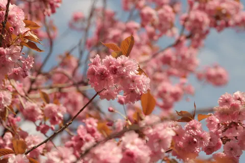 Cherry Blossom Tree 4K Wallpaper · flowers · 3840×2560