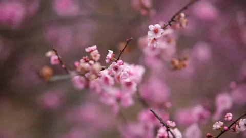 Kirschblütenbaum 4K Hintergrundbild · flowers · 3840×2161