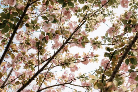 خلفية شجرة أزهار الكرز بدقة 4K · flowers · 3840×2561