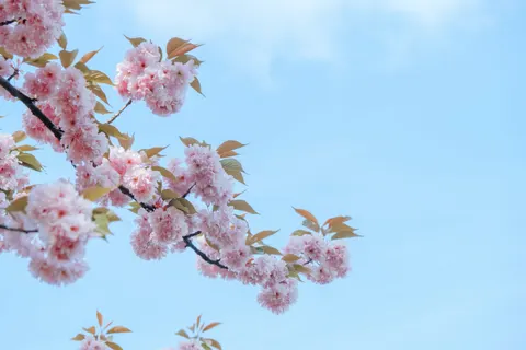 Cherry Blossom Tree 4K Wallpaper · flowers · 3840×2560