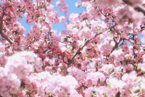 Cherry Blossom Tree 4K Wallpaper · flowers · 3840×2560