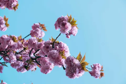 Cherry Blossom Tree 4K Wallpaper · flowers · 3840×2560