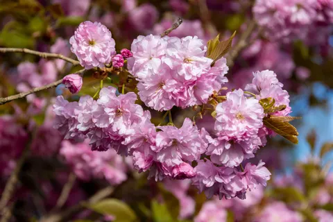 Bloeiende kersenboom 4K-achtergrond · flowers · 3840×2561
