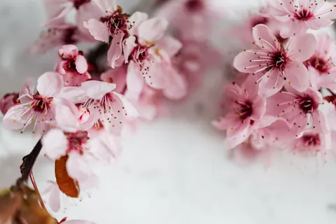 Cherry Blossom Tree 4K Wallpaper · flowers · 3840×2560