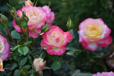 Fondo de pantalla Jardín de Rosas 4K · flowers · 3840×2563