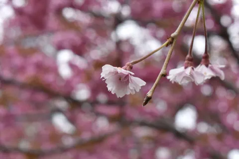 Cherry Blossom Tree 4K Wallpaper · flowers · 3840×2560