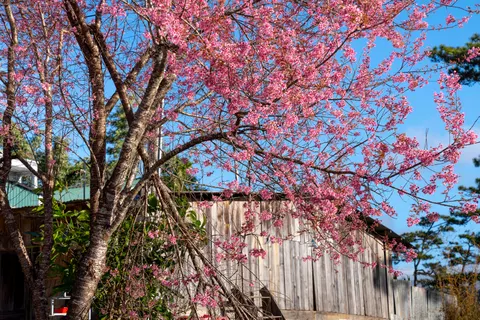 Cherry Blossom Tree 4K Wallpaper · flowers · 3840×2561