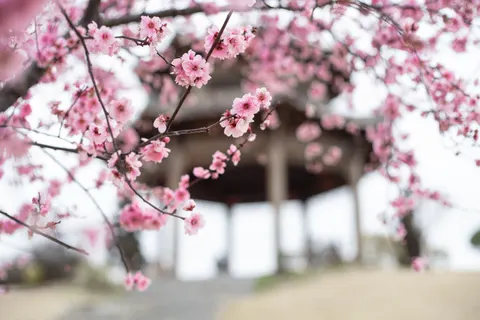 Cherry Blossom Tree 4K Wallpaper · flowers · 3840×2560