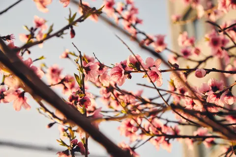 Cherry Blossom Tree 4K Wallpaper · flowers · 3840×2560