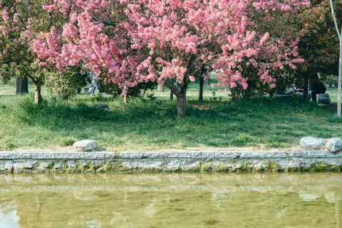 Cherry Blossom Tree 4K Wallpaper · flowers · 3840×2563