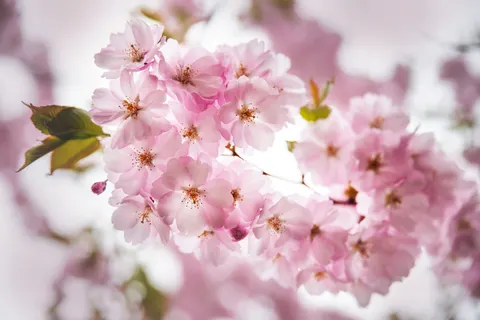 Cherry Blossom Tree 4K Wallpaper · flowers · 3840×2563