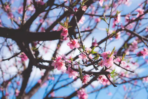 Cherry Blossom Tree 4K Wallpaper · flowers · 3840×2560
