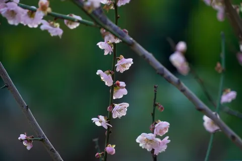 Kiraz Çiçeği Ağacı 4K Duvar Kağıdı · flowers · 3840×2560