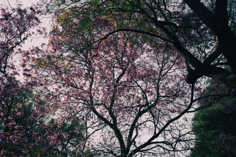 Bloeiende kersenboom 4K-achtergrond · flowers · 3840×2560