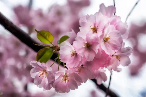 Cherry Blossom Tree 4K Wallpaper · flowers · 3840×2563
