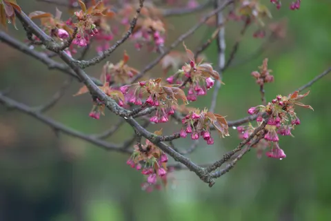 Bloeiende kersenboom 4K-achtergrond · flowers · 3840×2563