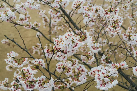 والپیپر درخت شکوفهٔ گیلاس با کیفیت 4K · flowers · 3840×2560