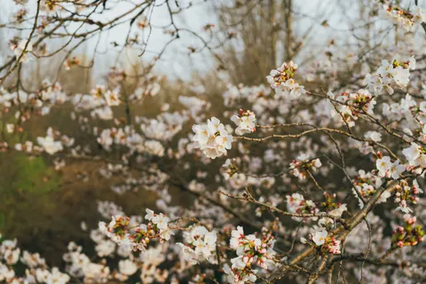 Cherry Blossom Tree 4K Wallpaper · flowers · 3840×2560