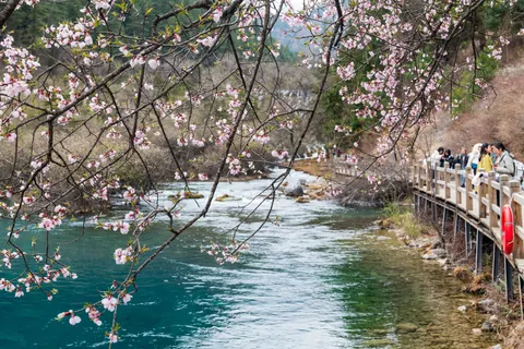 桜の木 4K壁紙 · flowers · 3840×2562