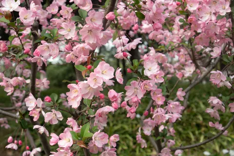 Fond d'écran Cerisier en fleurs 4K · flowers · 3840×2560