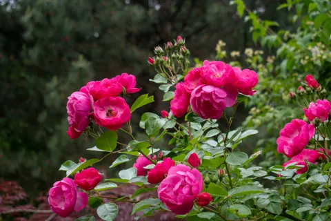 Rosengarten 4K Hintergrundbild · flowers · 3840×2560