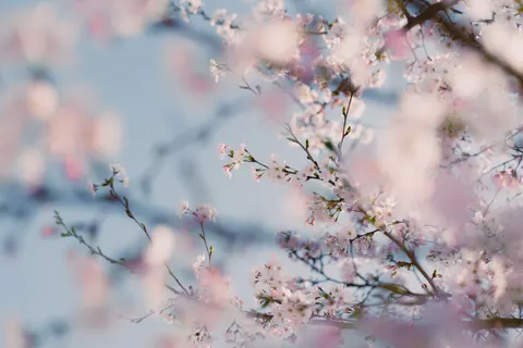 Sfondo Ciliegio in fiore 4K · flowers · 3840×2560