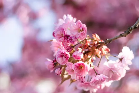 Cherry Blossom Tree 4K Wallpaper · flowers · 3840×2560