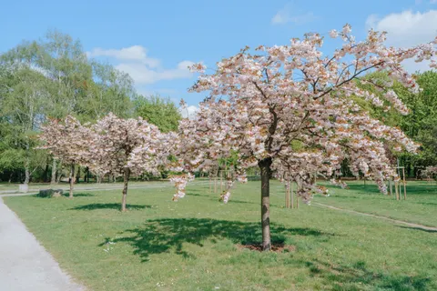 Cherry Blossom Tree 4K Wallpaper · flowers · 3840×2560